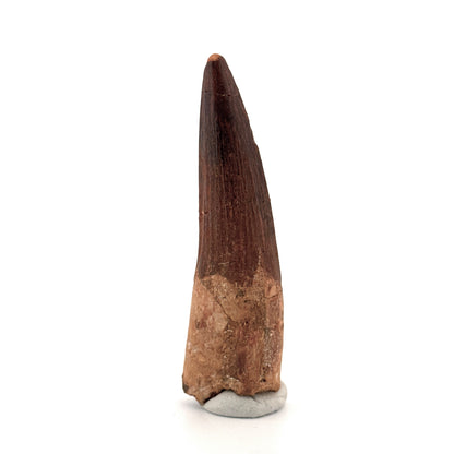 Spinosaurus Tooth Fossil (3.04") – Late Cretaceous Dinosaur tooth from Morocco