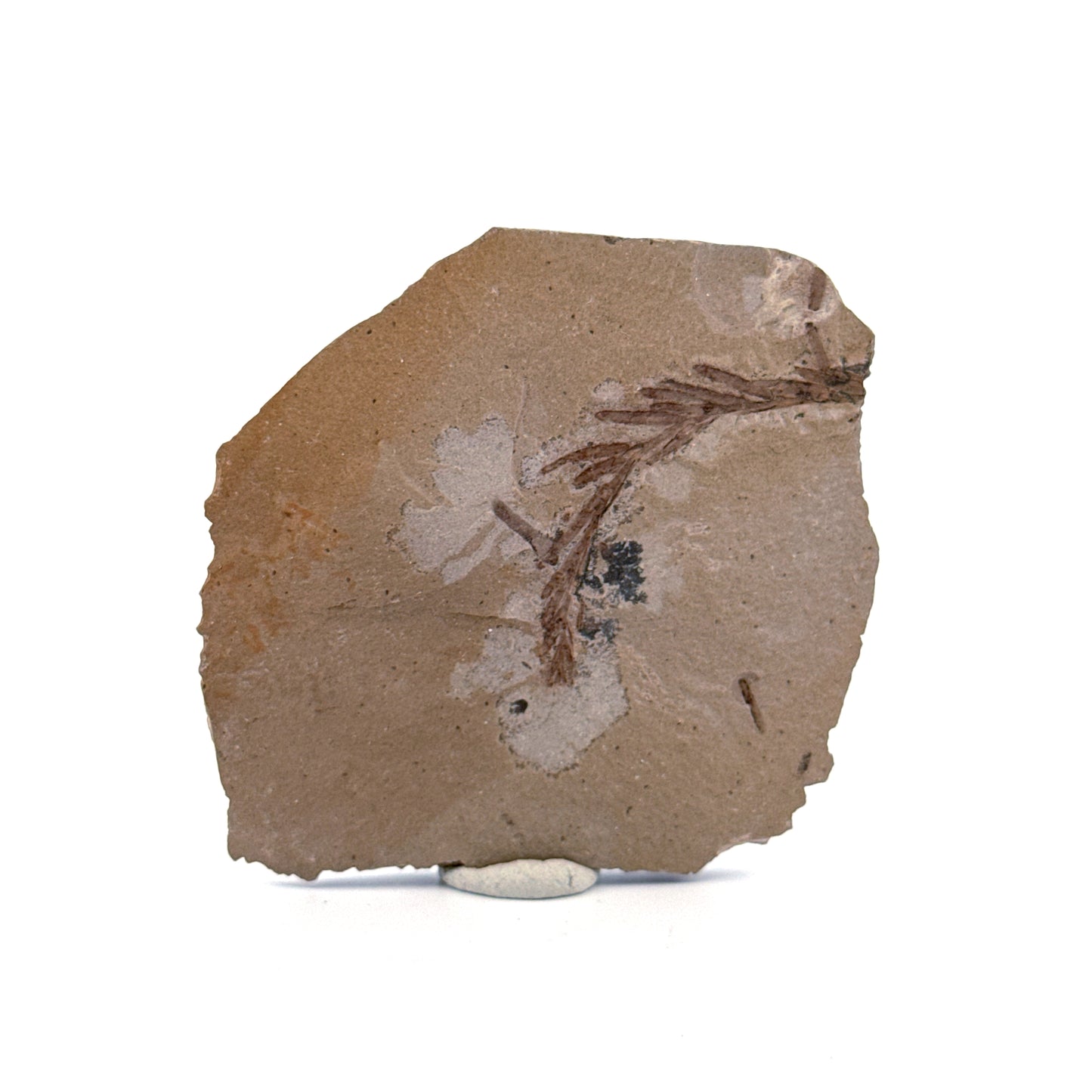 Metasequoia sp. Dawn Redwood leaf fossil (1.67") from Eocene, Canada