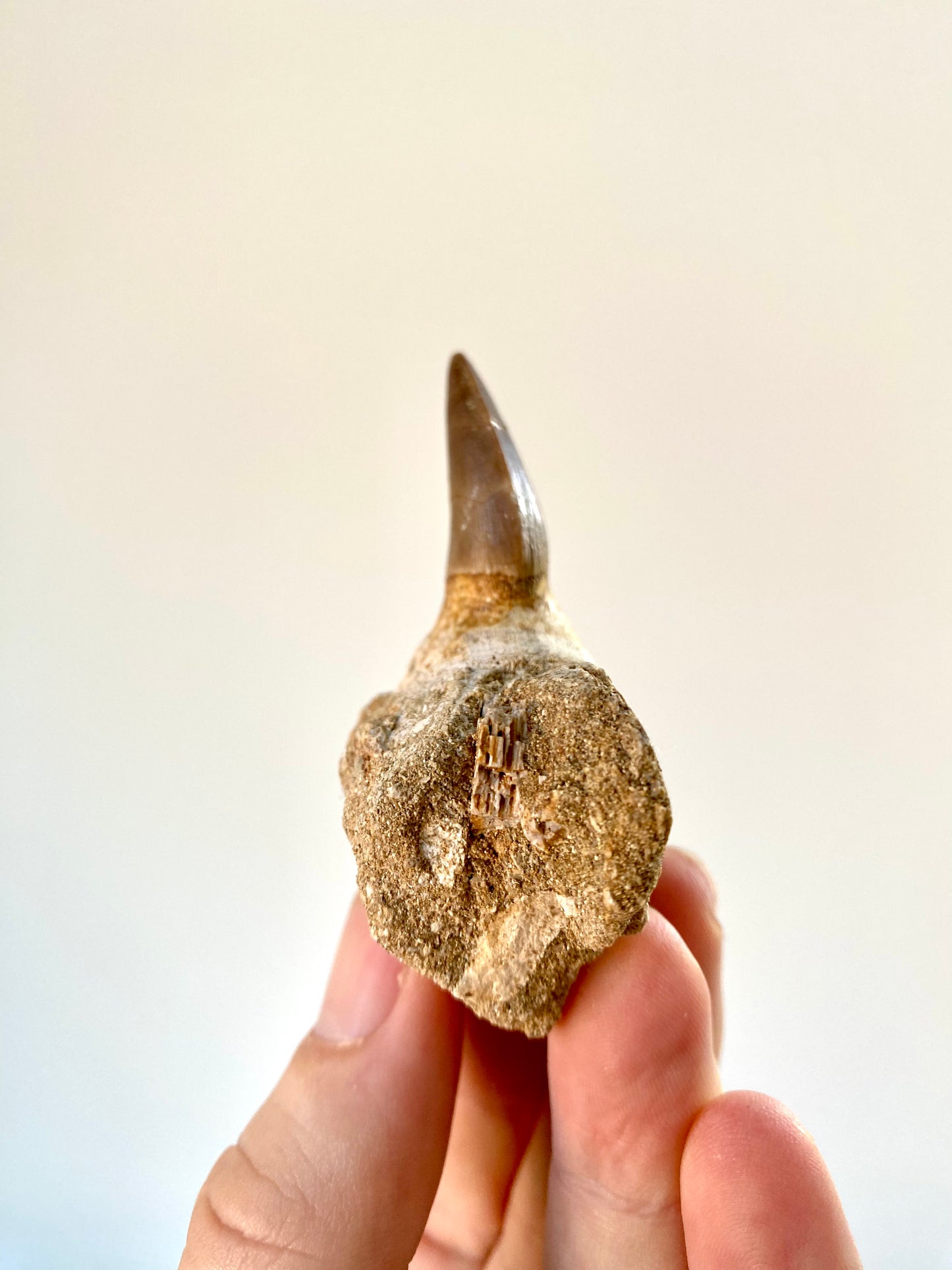 Mosasaurus fossil tooth with jaw fragment