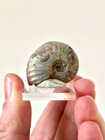 Iridescent Ammonite fossil from Madagascar