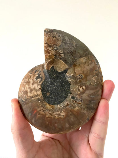 5.06" Ammonite Fossil, Cleoniceras species (2 - sides, cut and polished) - FossilsAndMore