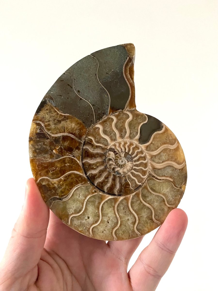 5.06" Ammonite Fossil, Cleoniceras species (2 - sides, cut and polished) - FossilsAndMore