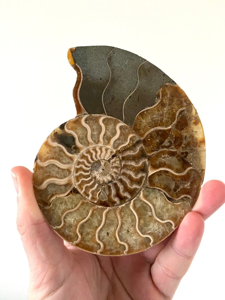 5.06" Ammonite Fossil, Cleoniceras species (2 - sides, cut and polished) - FossilsAndMore