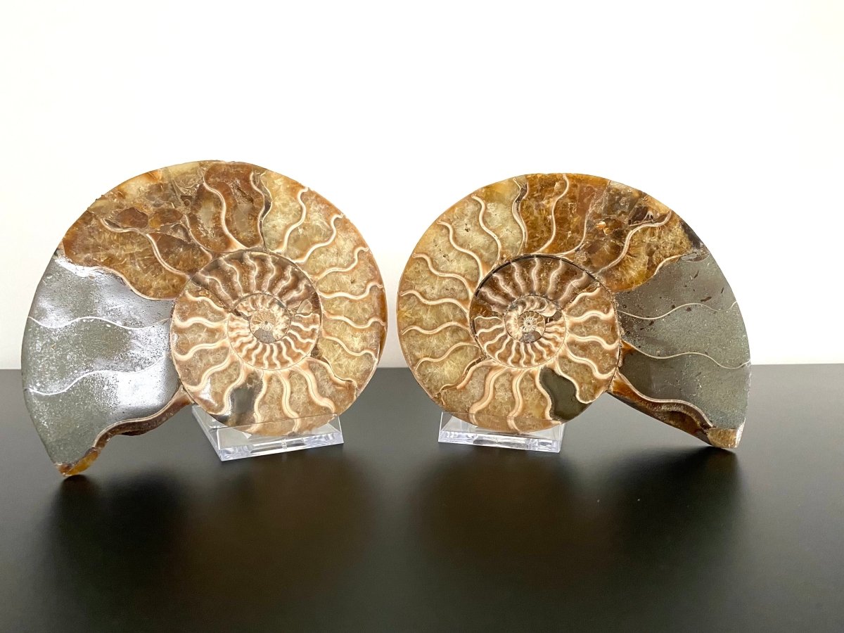 5.06" Ammonite Fossil, Cleoniceras species (2 - sides, cut and polished) - FossilsAndMore