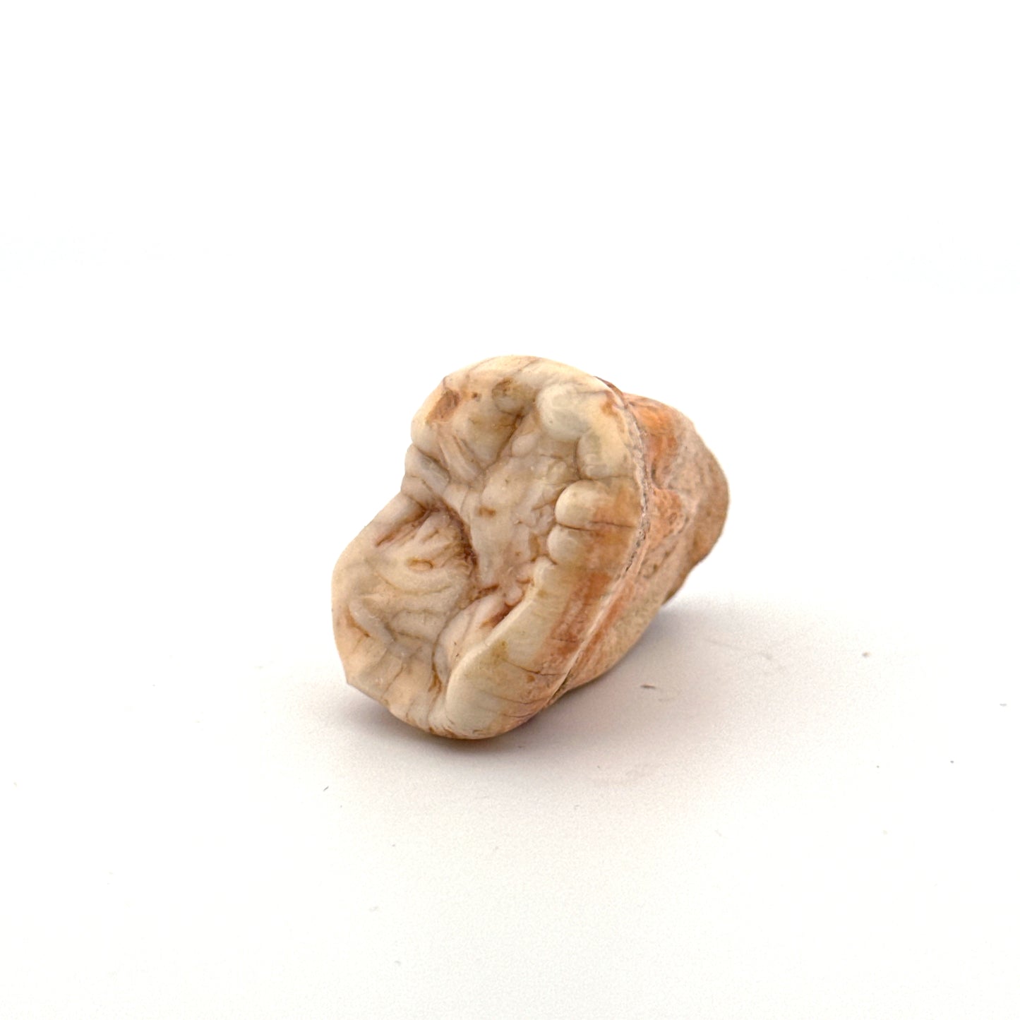 Cave Bear (Ursus spelaeus) molar from pleistocene, Rumania (1.44")