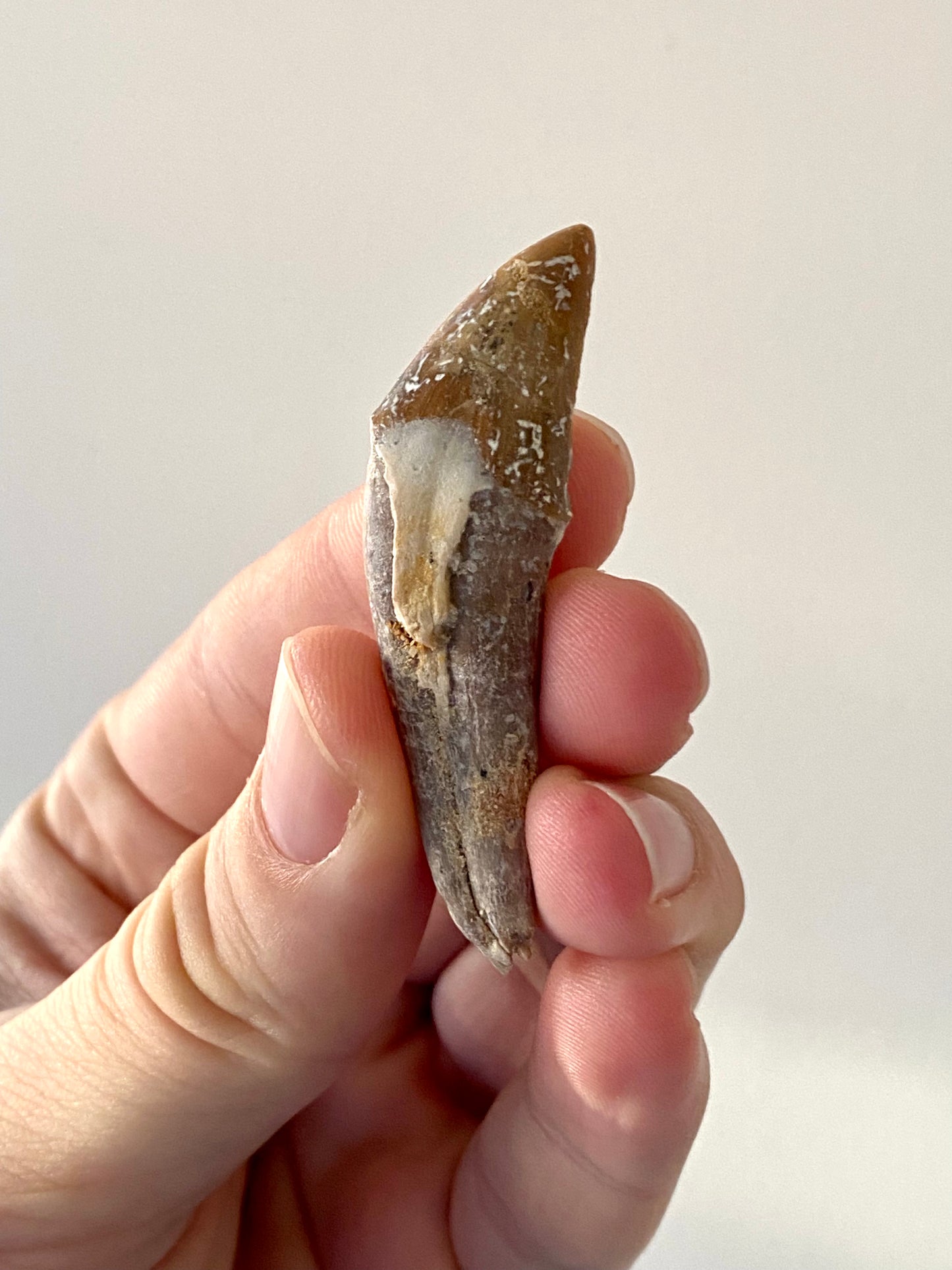 Basilosaurus tooth - FossilsAndMore