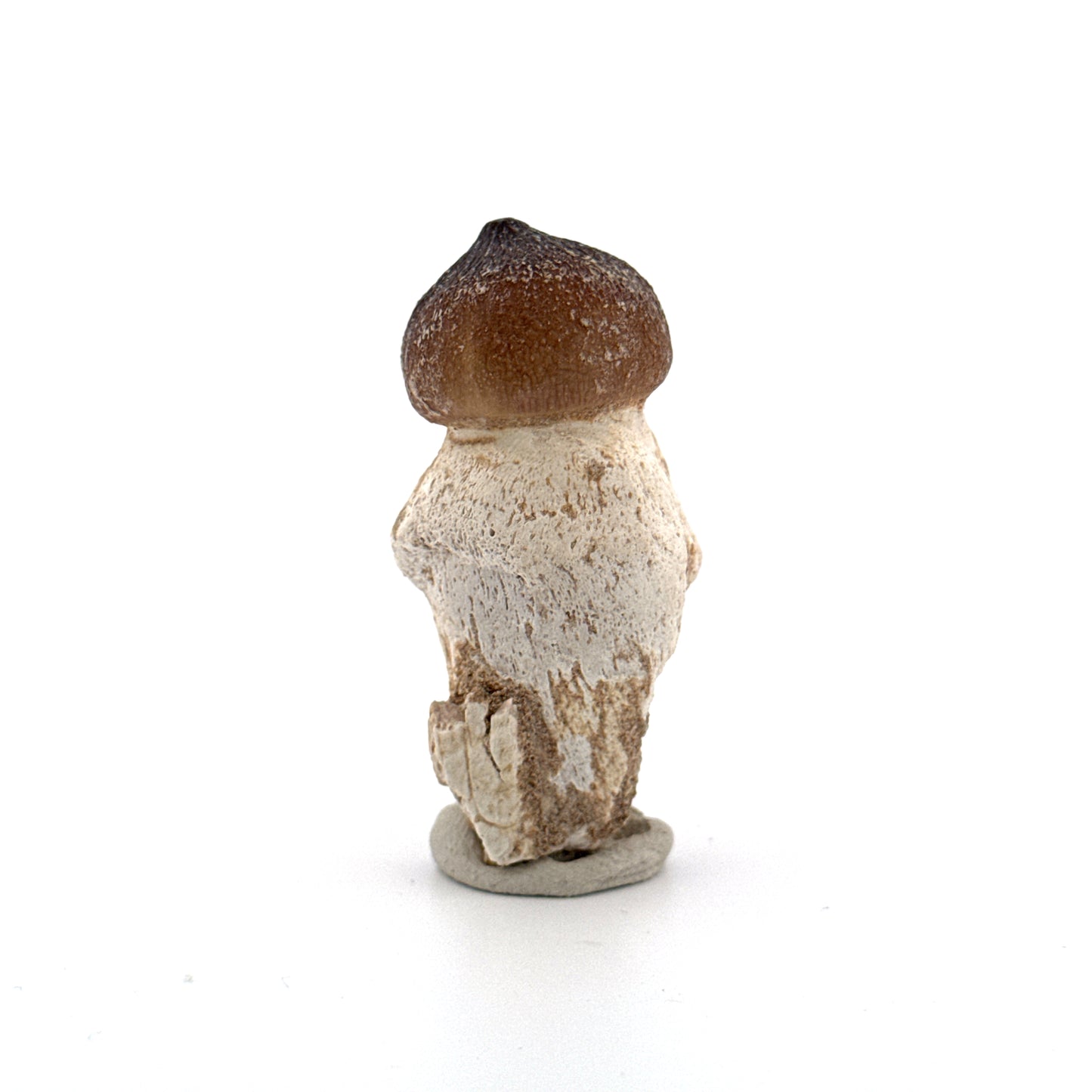 Globidens phosphaticus tooth with natural root from Cretaceous, Morocco (2.09")