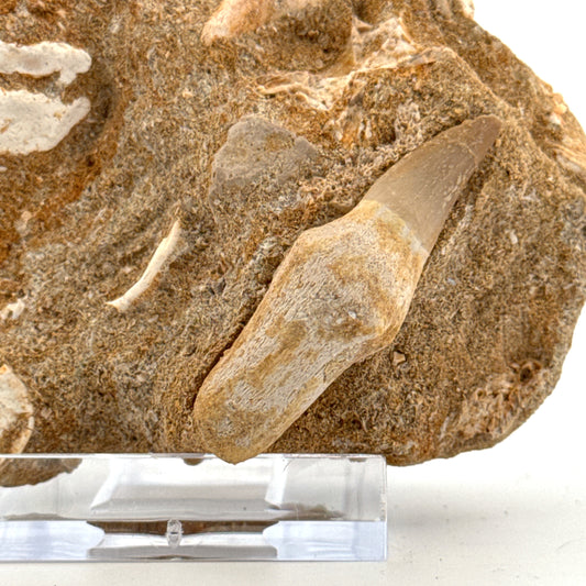Small rooted Mosasaur Tooth and Sand Tiger tooth from Morocco