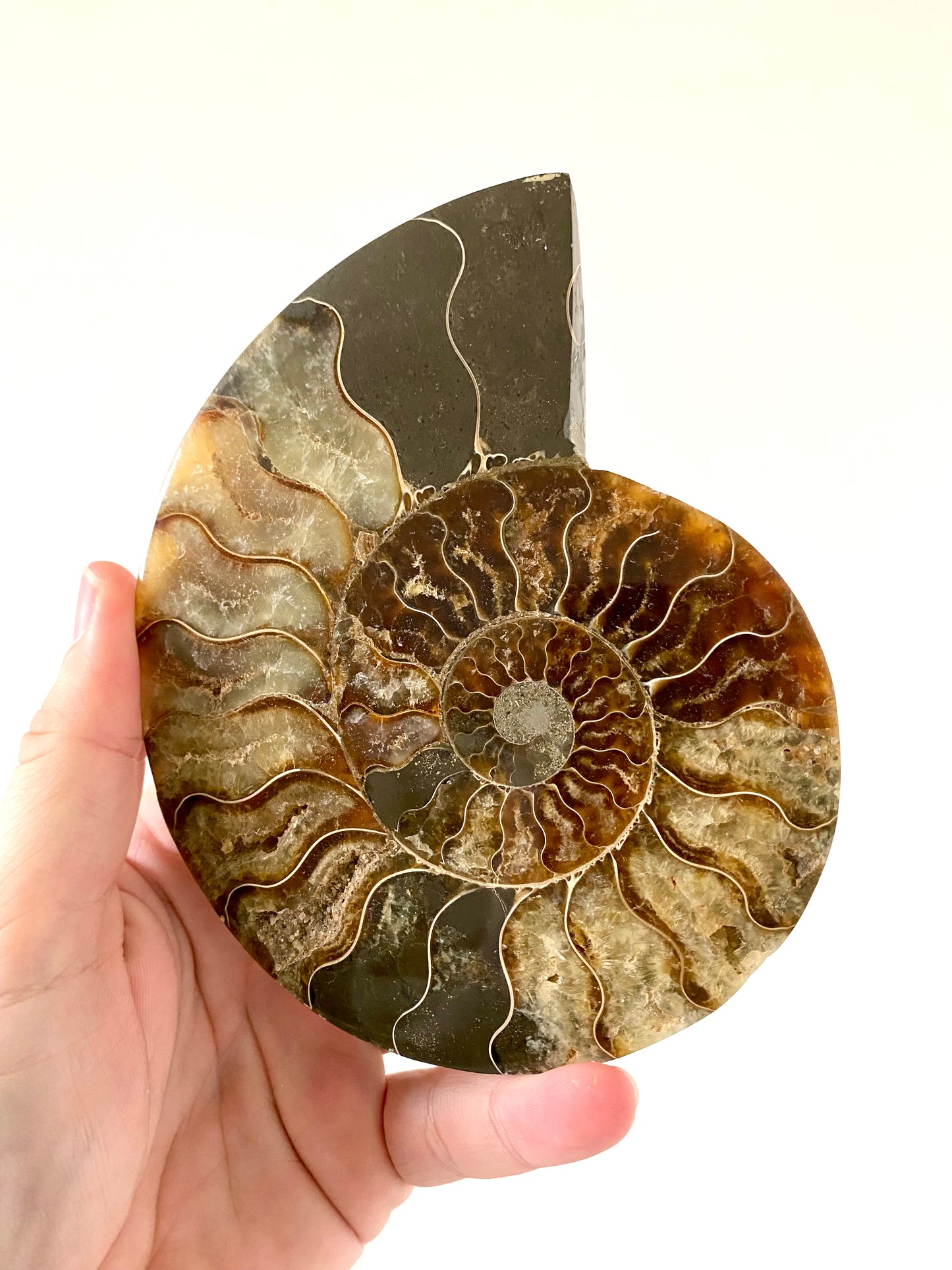 5.67" Ammonite Fossil, Cleoniceras species (2-sides, cut and polished)