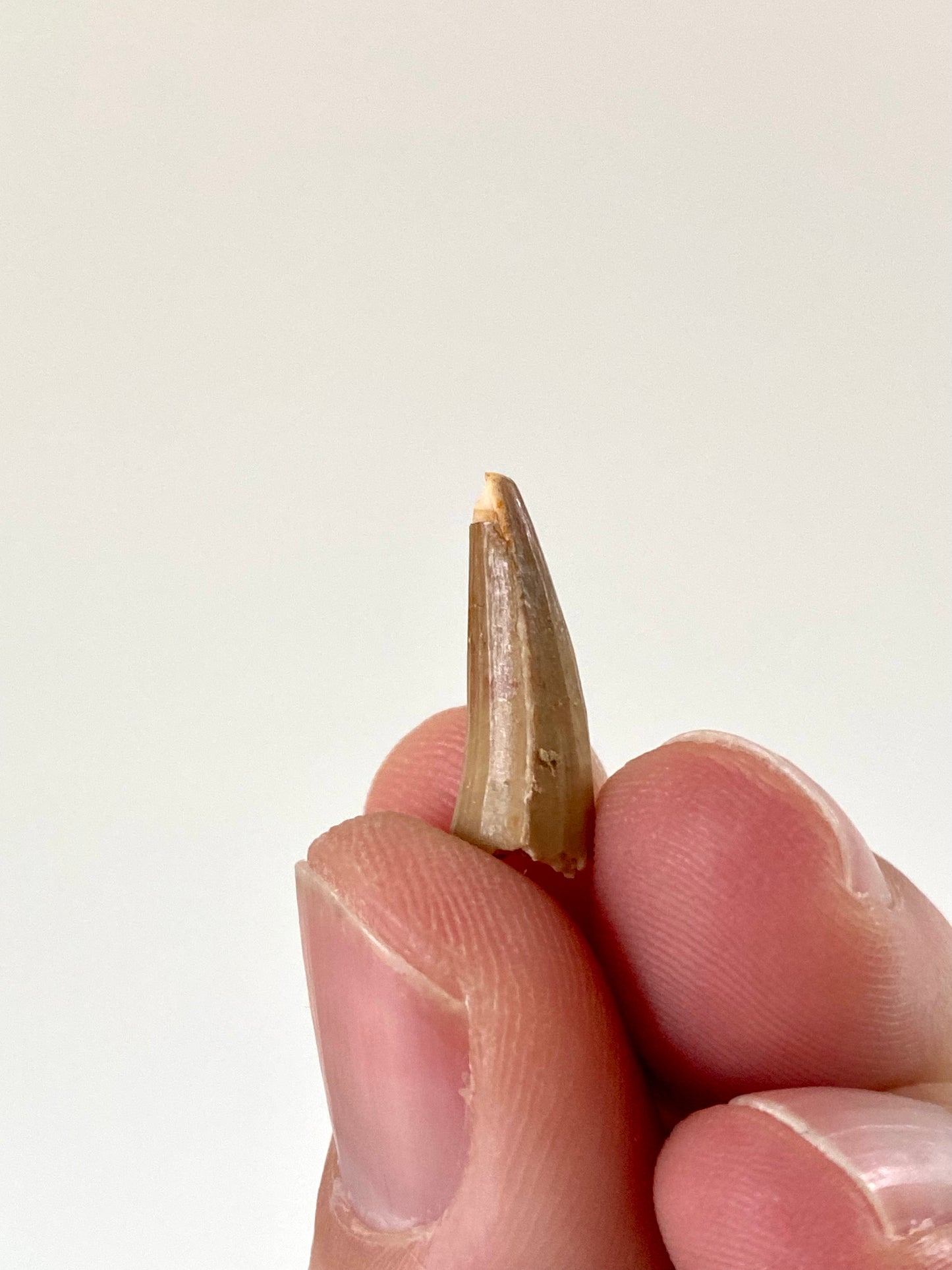 Crocodile species fossil tooth from Morocco