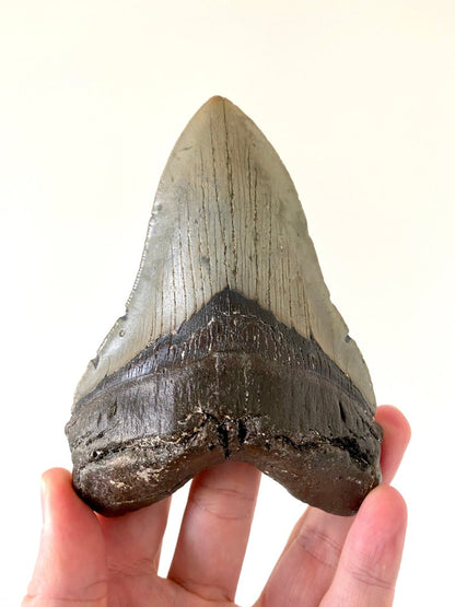 5.23" Megalodon tooth fossil from USA - FossilsAndMore