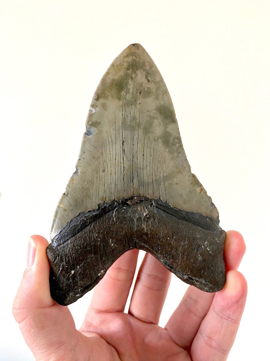 5.23" Megalodon tooth fossil from USA - FossilsAndMore