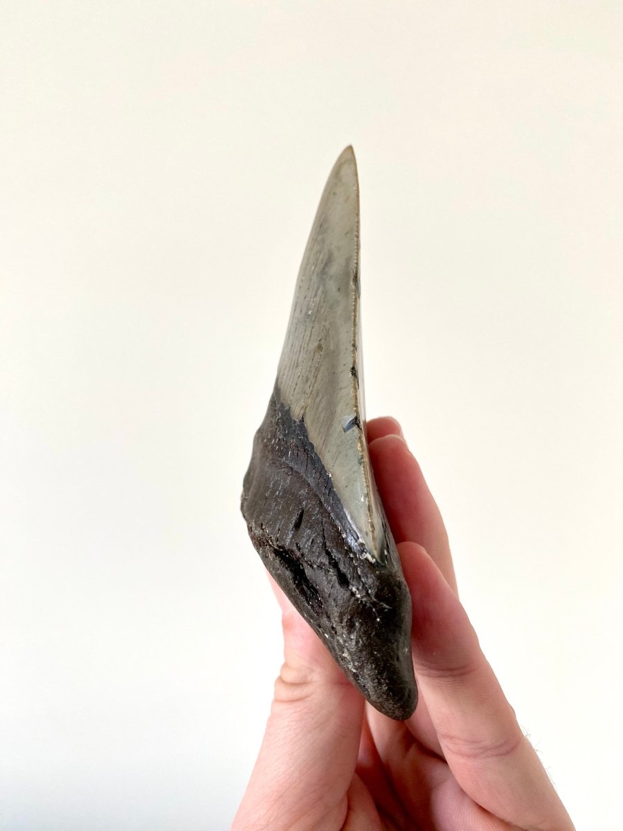 5.23" Megalodon tooth fossil from USA - FossilsAndMore