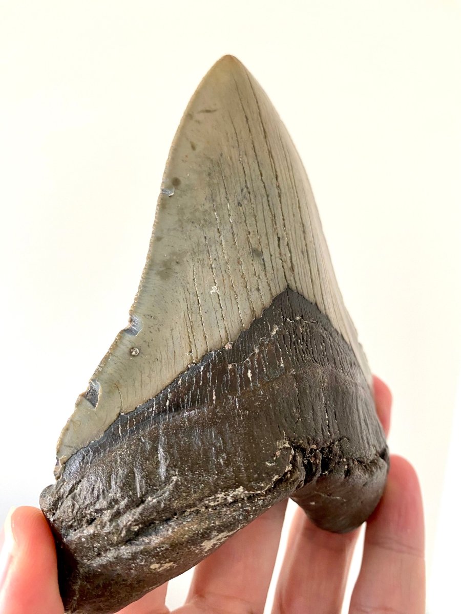 5.23" Megalodon tooth fossil from USA - FossilsAndMore