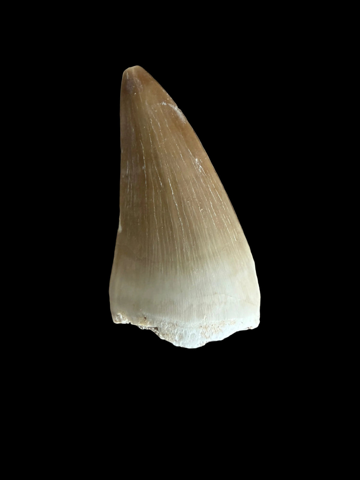 Mosasaur tooth fossil from Late Cretaceous, Morocco | 1.45"