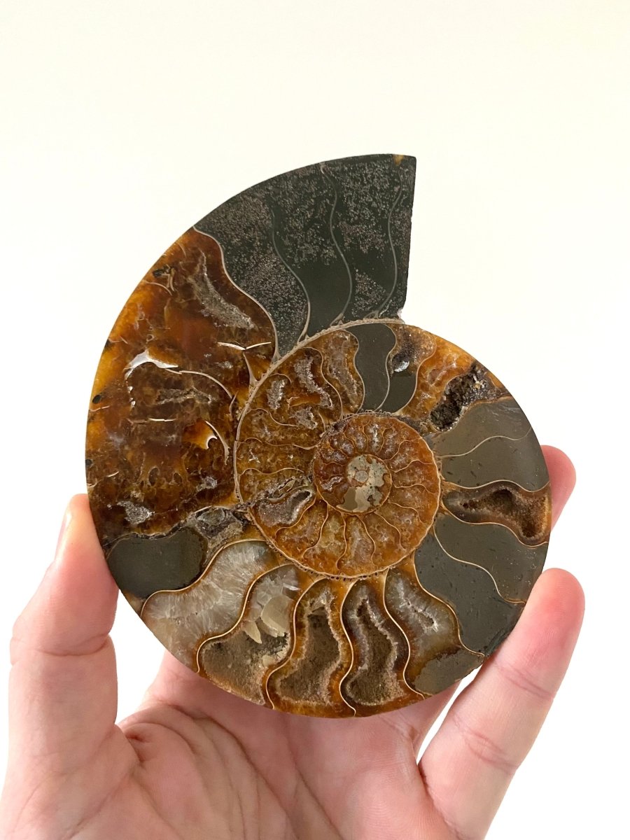 5.25" Ammonite Fossil, Cleoniceras species (2 - sides, cut and polished) - FossilsAndMore