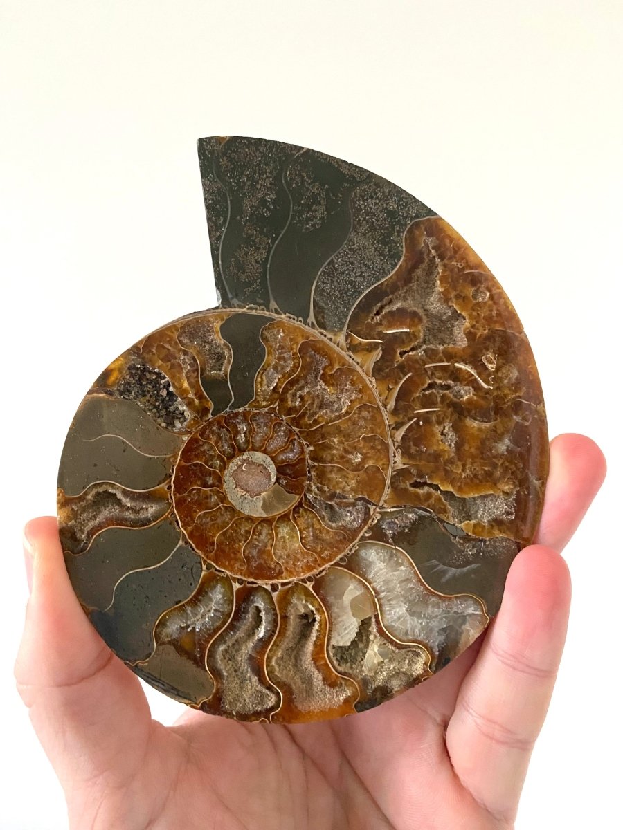 5.25" Ammonite Fossil, Cleoniceras species (2 - sides, cut and polished) - FossilsAndMore