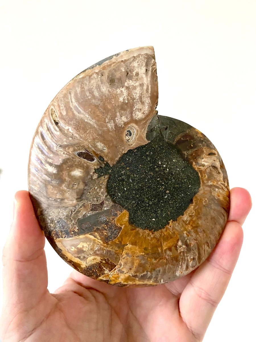 5.25" Ammonite Fossil, Cleoniceras species (2 - sides, cut and polished) - FossilsAndMore