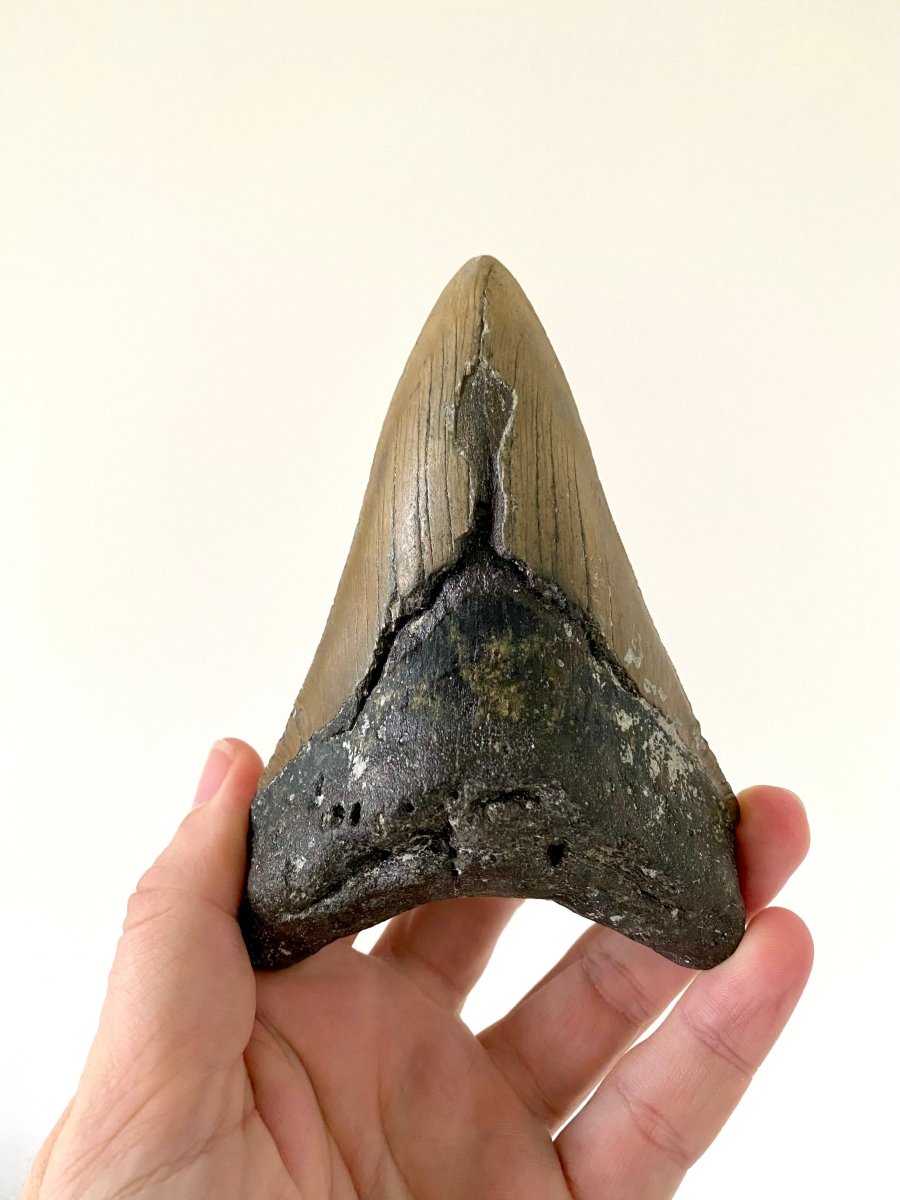 5.25" Megalodon tooth fossil from USA - FossilsAndMore