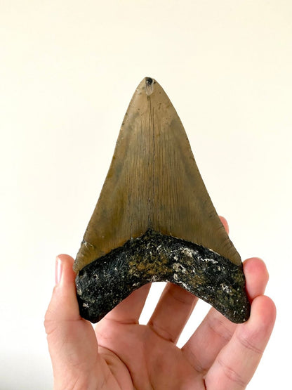 5.25" Megalodon tooth fossil from USA - FossilsAndMore