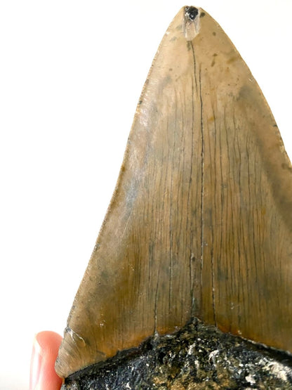 5.25" Megalodon tooth fossil from USA - FossilsAndMore