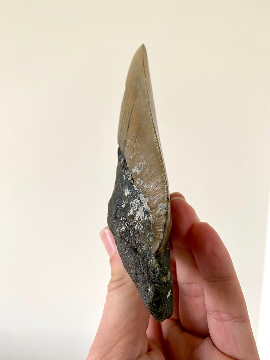 5.25" Megalodon tooth fossil from USA - FossilsAndMore