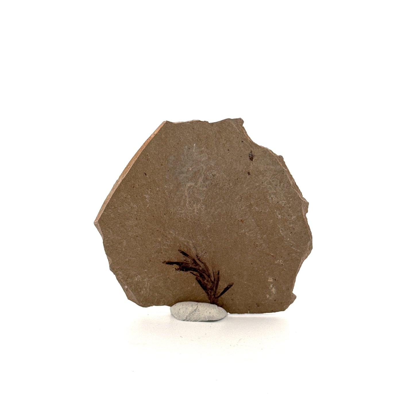 Metasequoia sp. Dawn Redwood leaf fossil (0.82") from Eocene, Canada