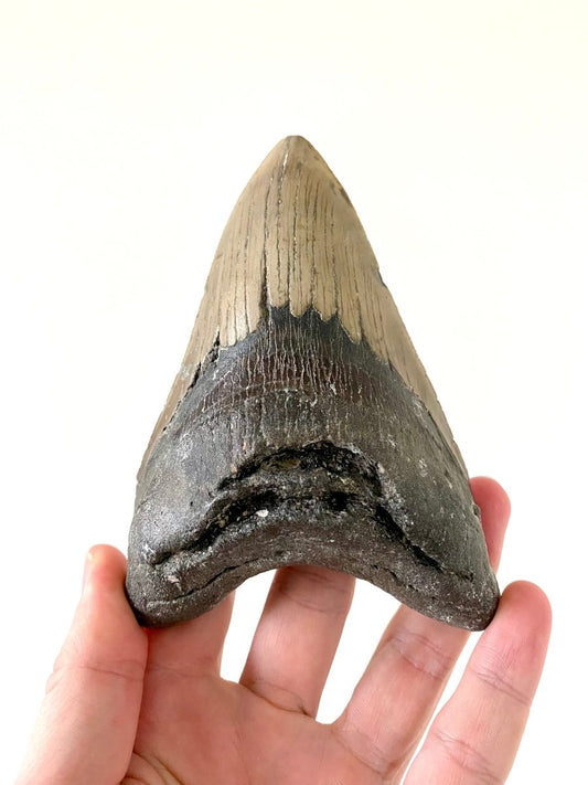 5.33" Megalodon tooth fossil from USA - FossilsAndMore