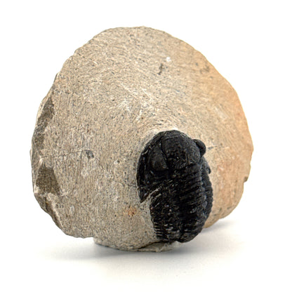 Gerastos granulosus Devoon Trilobiet Fossiel uit Marokko (A023)