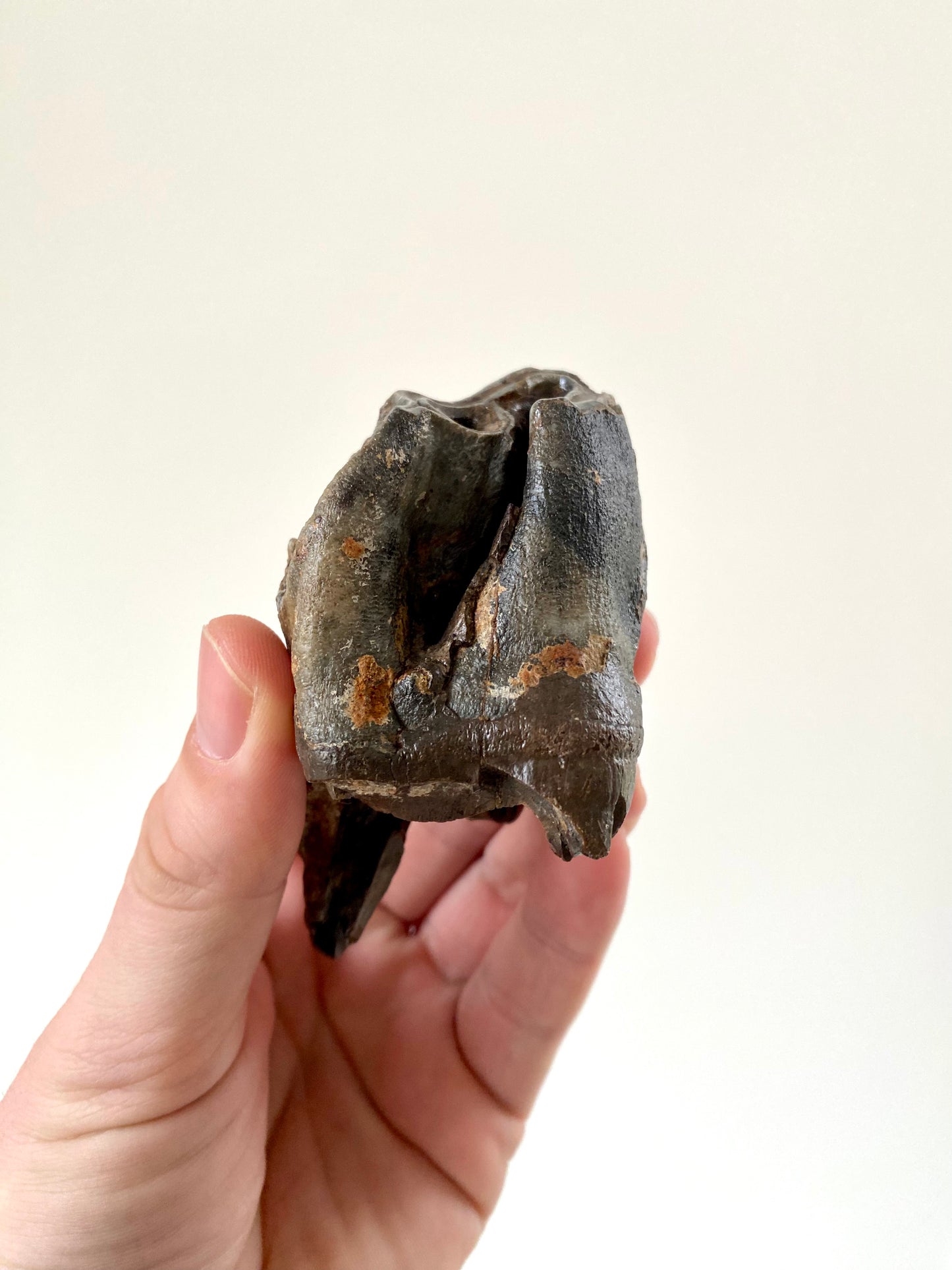 Coelodonta species Molar