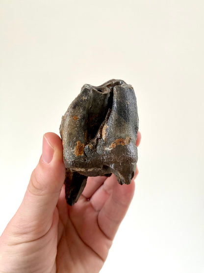 Coelodonta species Molar