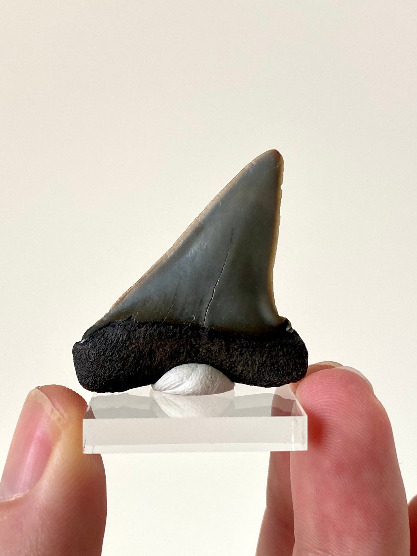 C. Hastalis fossil tooth (4.4cm)