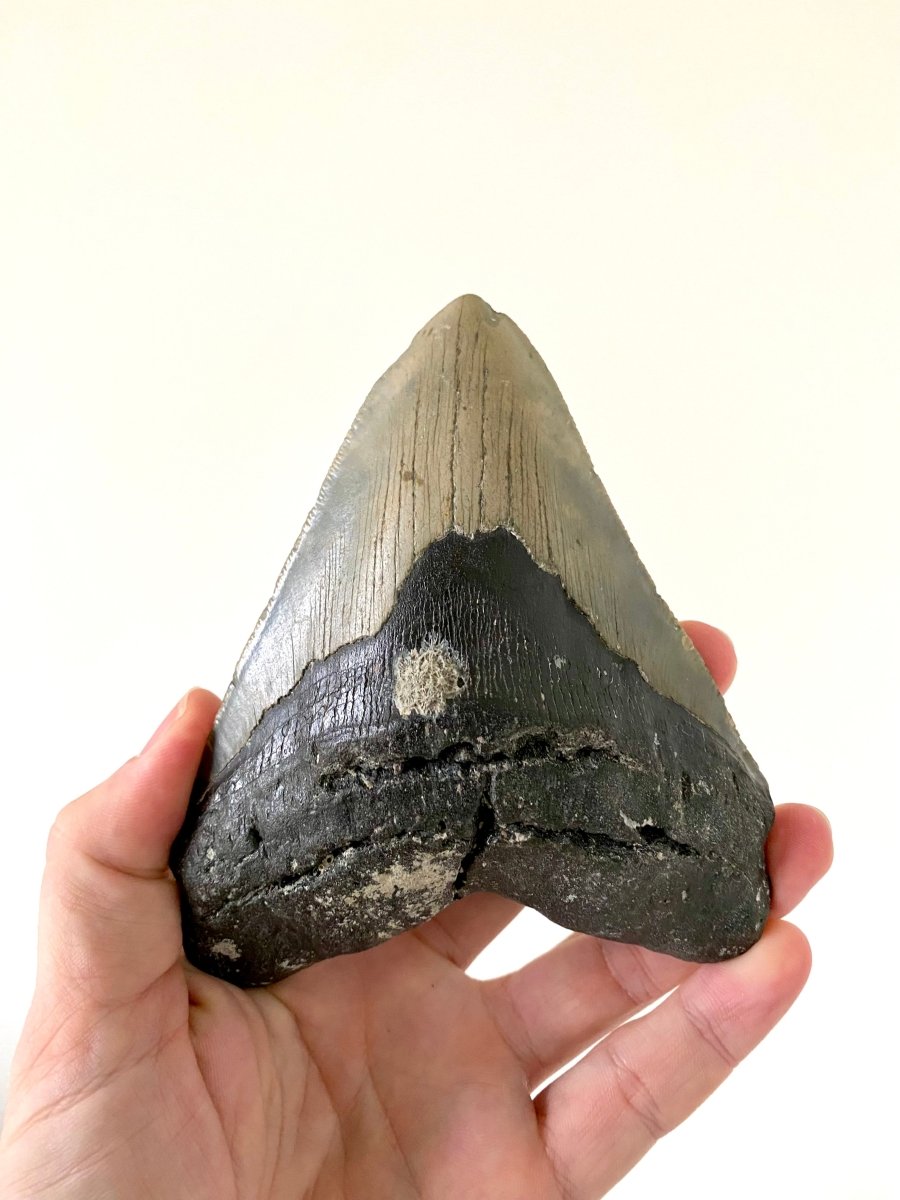 5.43" Megalodon tooth fossil from USA - FossilsAndMore