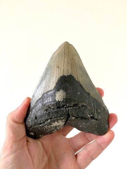 5.43" Megalodon tooth fossil from USA - FossilsAndMore