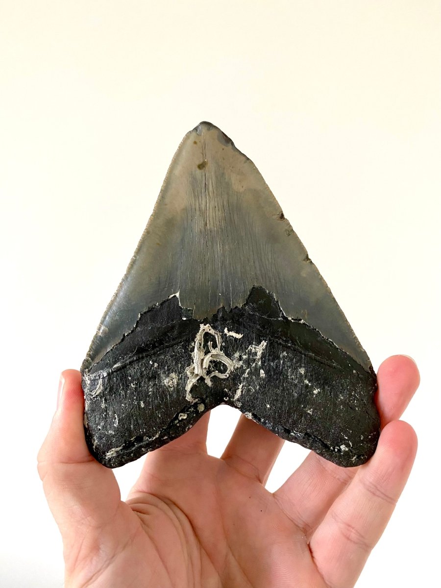 5.43" Megalodon tooth fossil from USA - FossilsAndMore