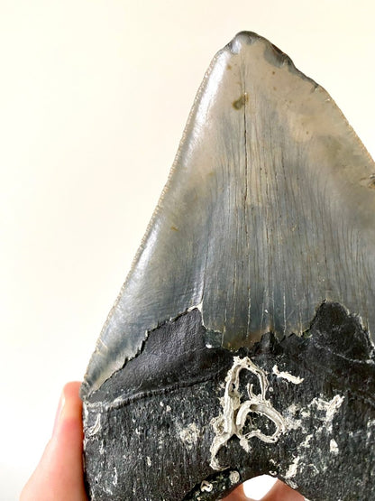 5.43" Megalodon tooth fossil from USA - FossilsAndMore