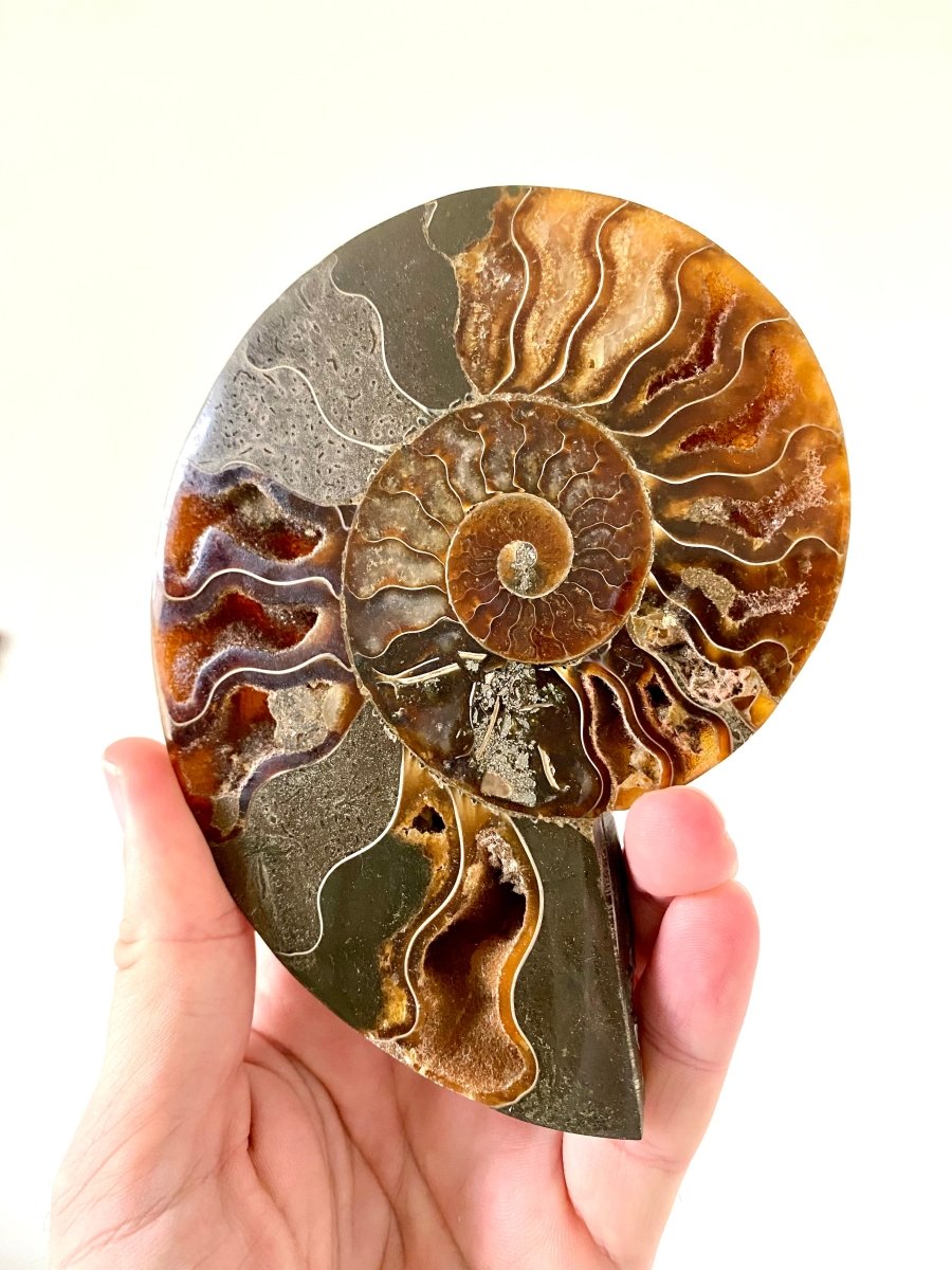 5.46" Ammonite Fossil, Cleoniceras species (2 - sides, cut and polished) - FossilsAndMore