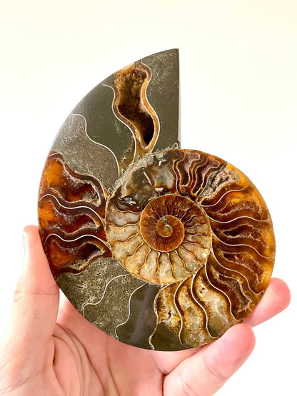 5.46" Ammonite Fossil, Cleoniceras species (2 - sides, cut and polished) - FossilsAndMore