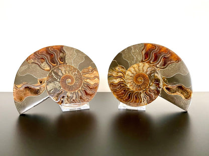 5.46" Ammonite Fossil, Cleoniceras species (2 - sides, cut and polished) - FossilsAndMore