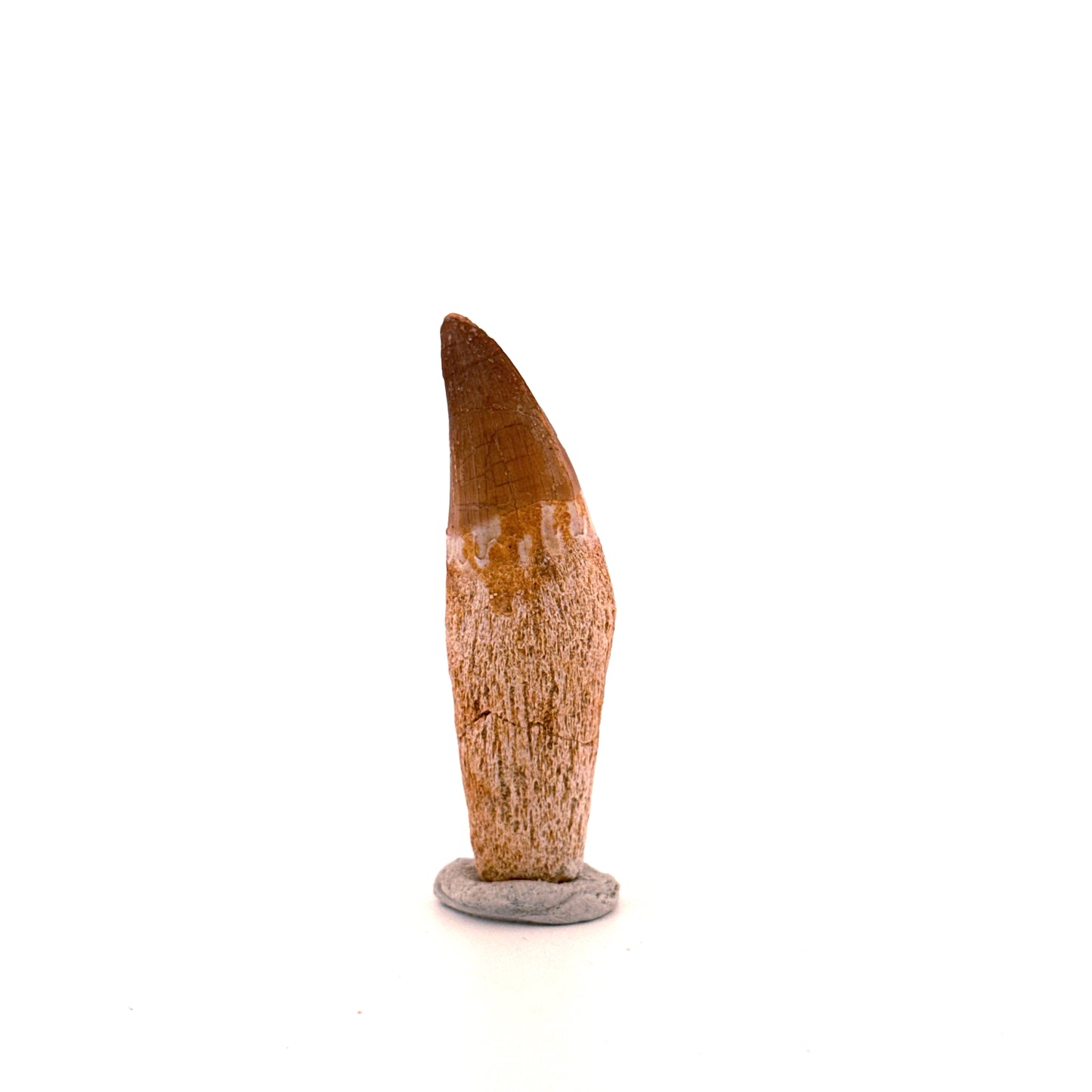 Rooted Mosasaur tooth from Late Cretaceous, Morocco (2.16")