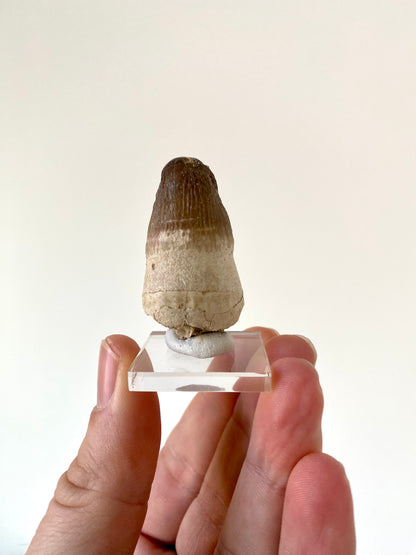 Moroccosuchus zennaroi Fossil tooth