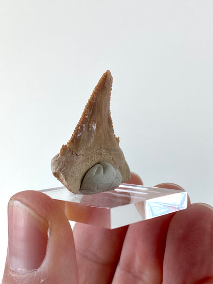 Paleocarcharodon Orientalis shark tooth