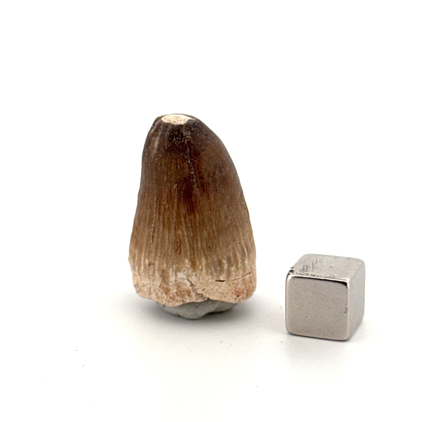 Maroccosuchus zennaroi Fossil tooth (1.22") from Morocco