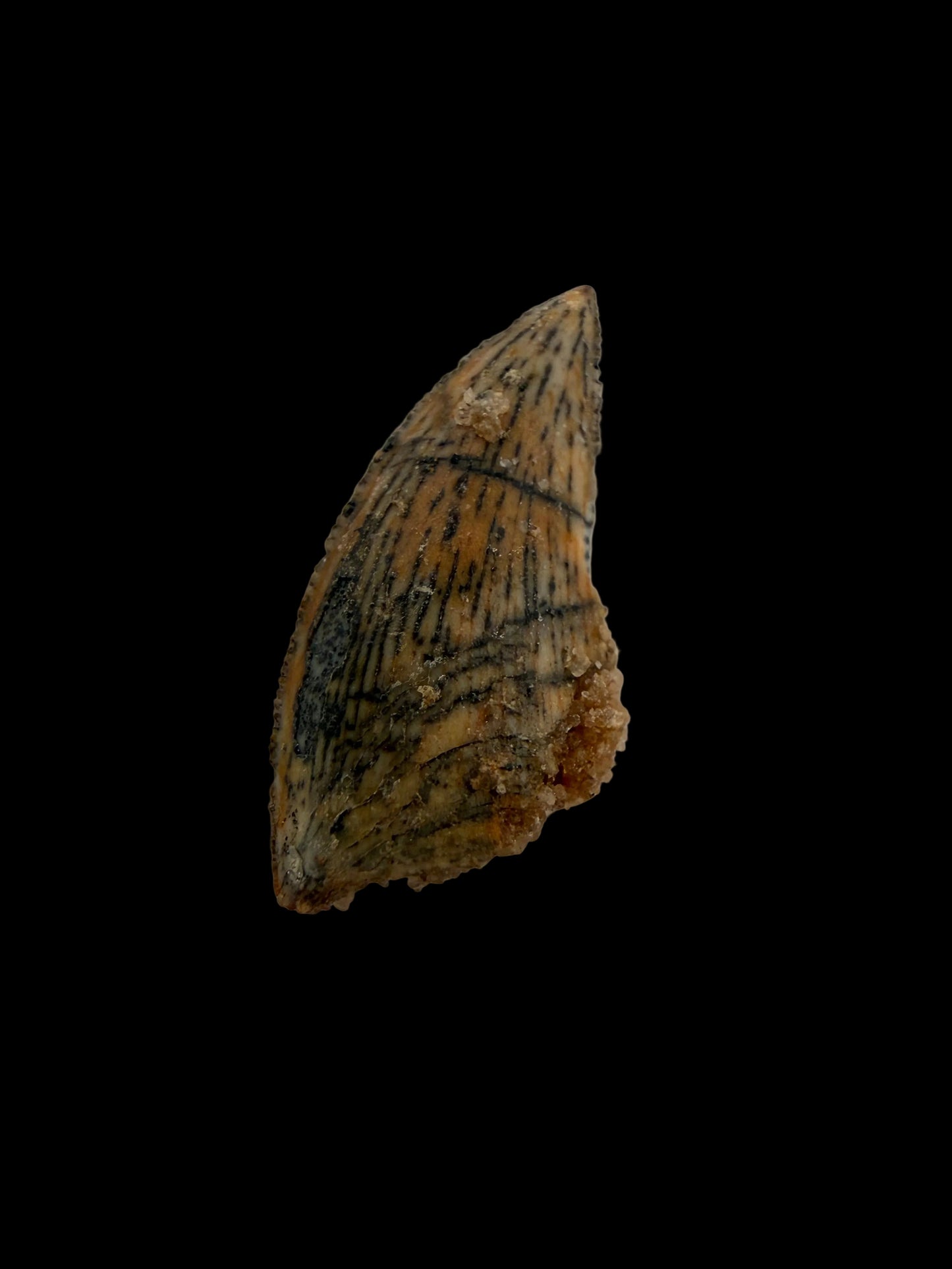 Abelisaurid fossil dinosaur tooth from Kem Kem, Morocco (0.56")