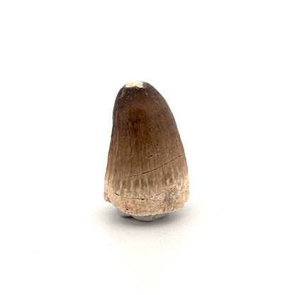 Maroccosuchus zennaroi Fossil tooth (1.22") from Morocco