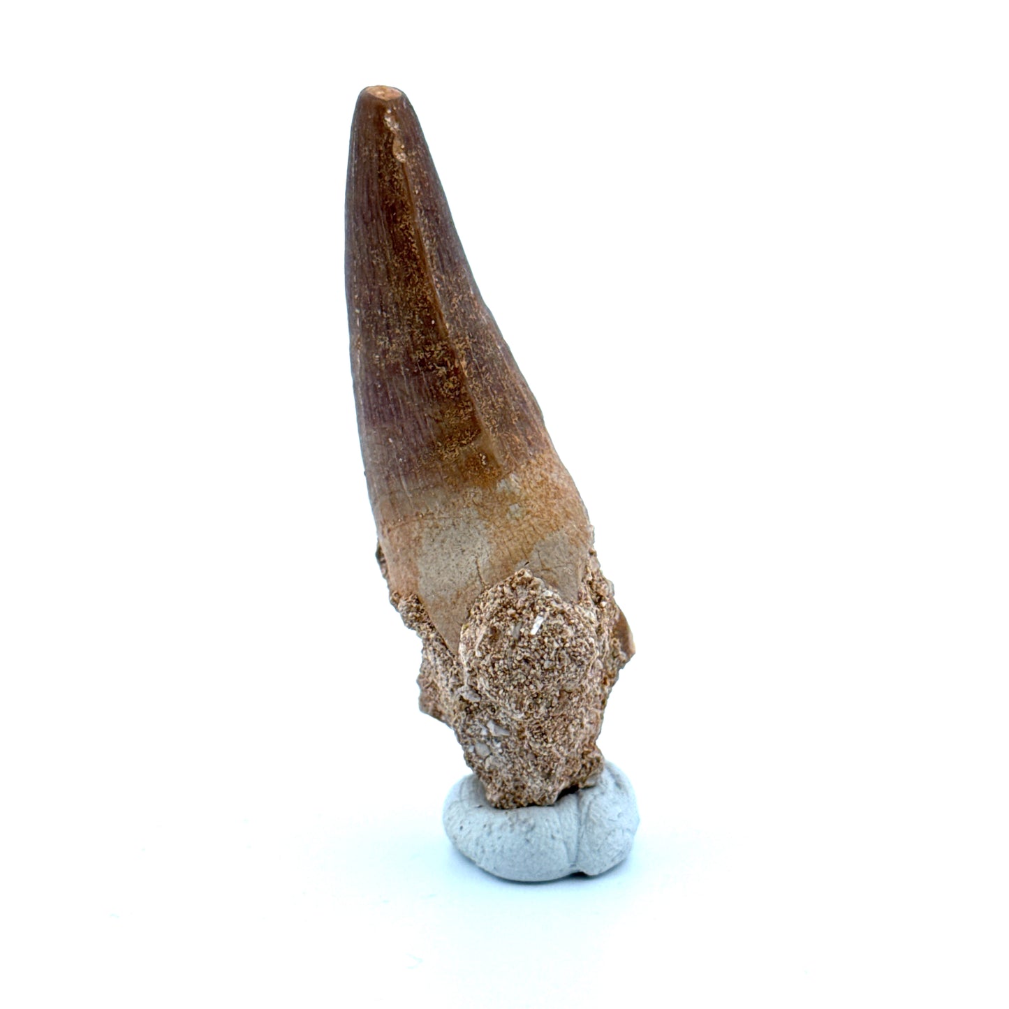 Maroccosuchus zennaroi Fossil tooth (1.55") from Morocco