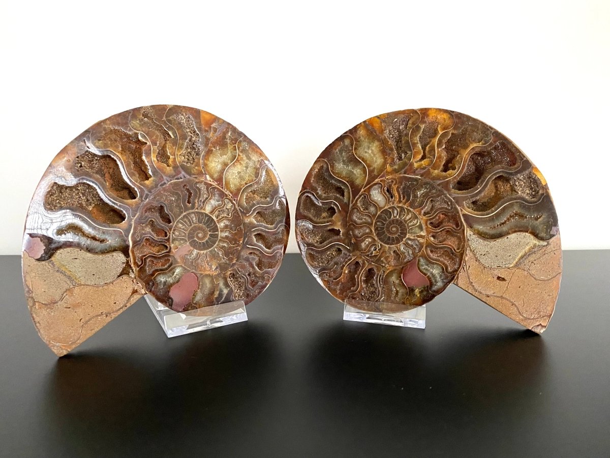 5.65" Ammonite Fossil, Cleoniceras species (2 - sides, cut and polished) - FossilsAndMore