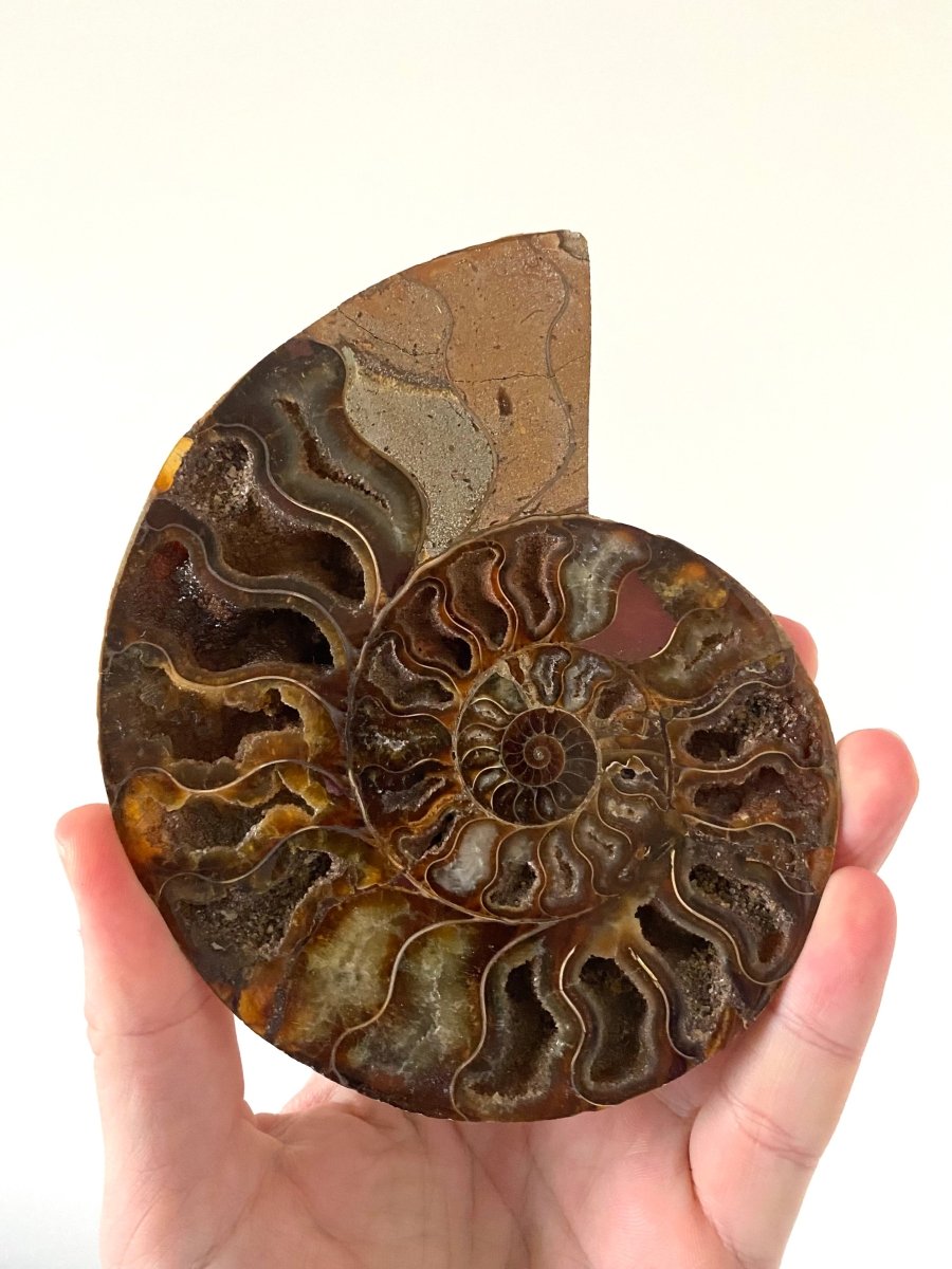 5.65" Ammonite Fossil, Cleoniceras species (2 - sides, cut and polished) - FossilsAndMore