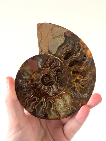 5.65" Ammonite Fossil, Cleoniceras species (2 - sides, cut and polished) - FossilsAndMore