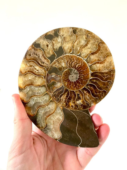 5.67" Ammonite Fossil, Cleoniceras species (2 - sides, cut and polished) - FossilsAndMore